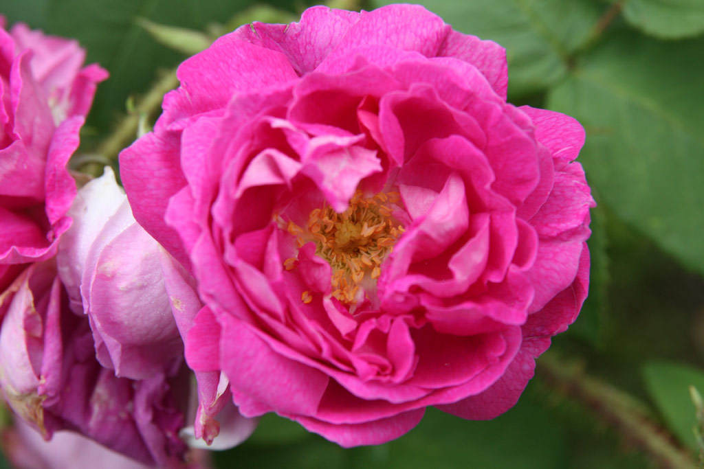 růže William Lobb