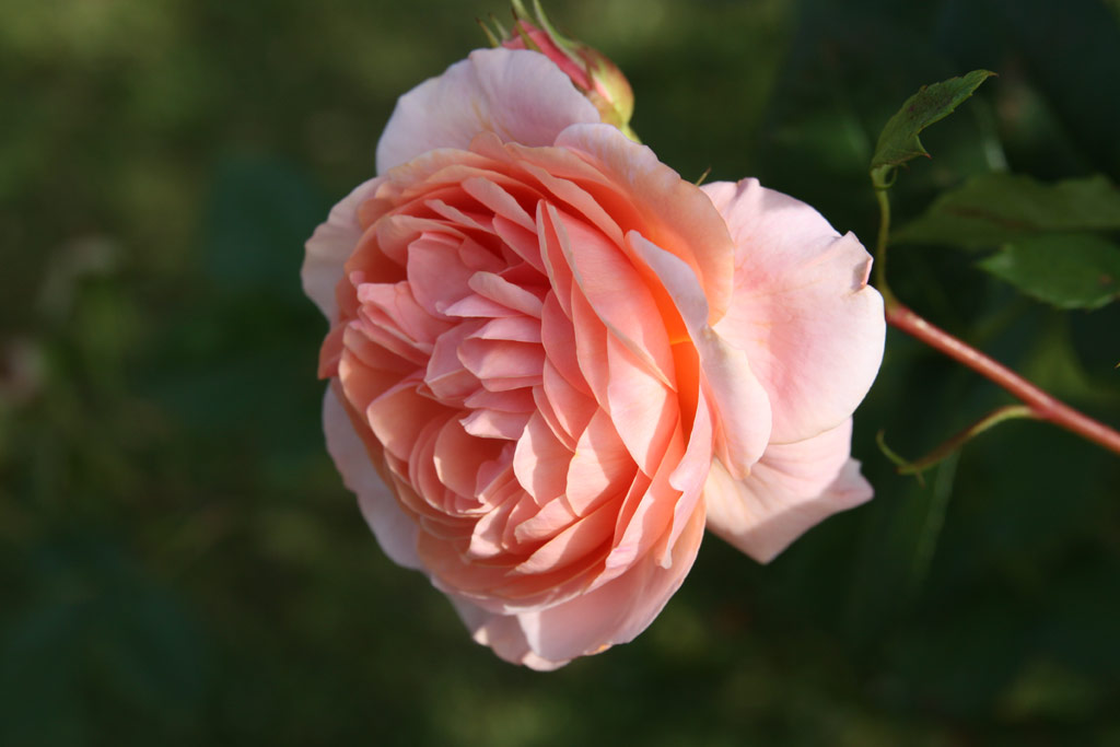 růže William Morris