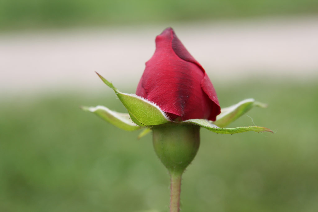 růže William Shakespeare
