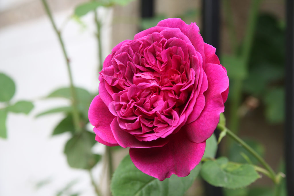 růže William Shakespeare 2000