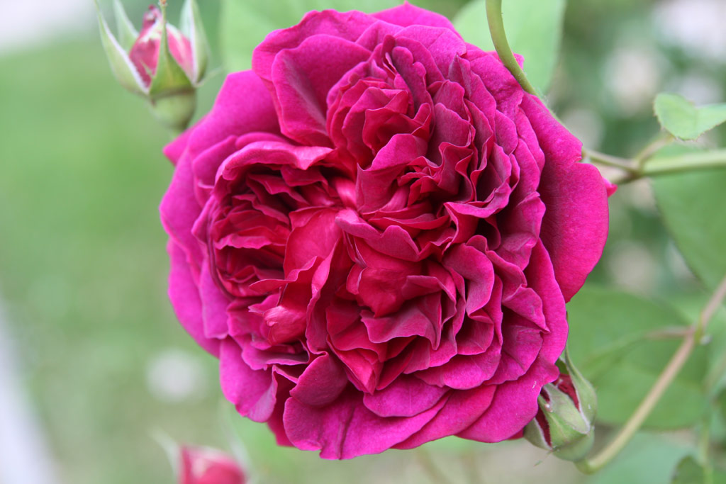růže William Shakespeare 2000