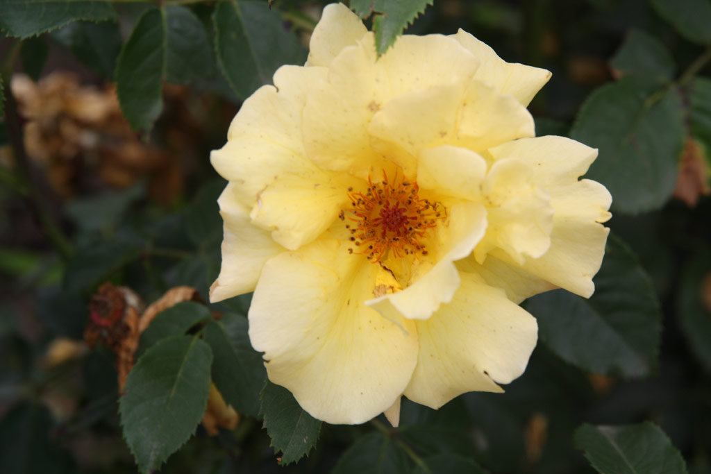 růže Wilma Holder