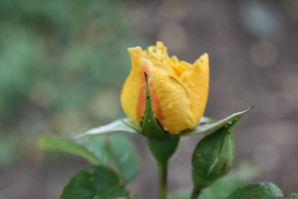 růže Wilma Holder