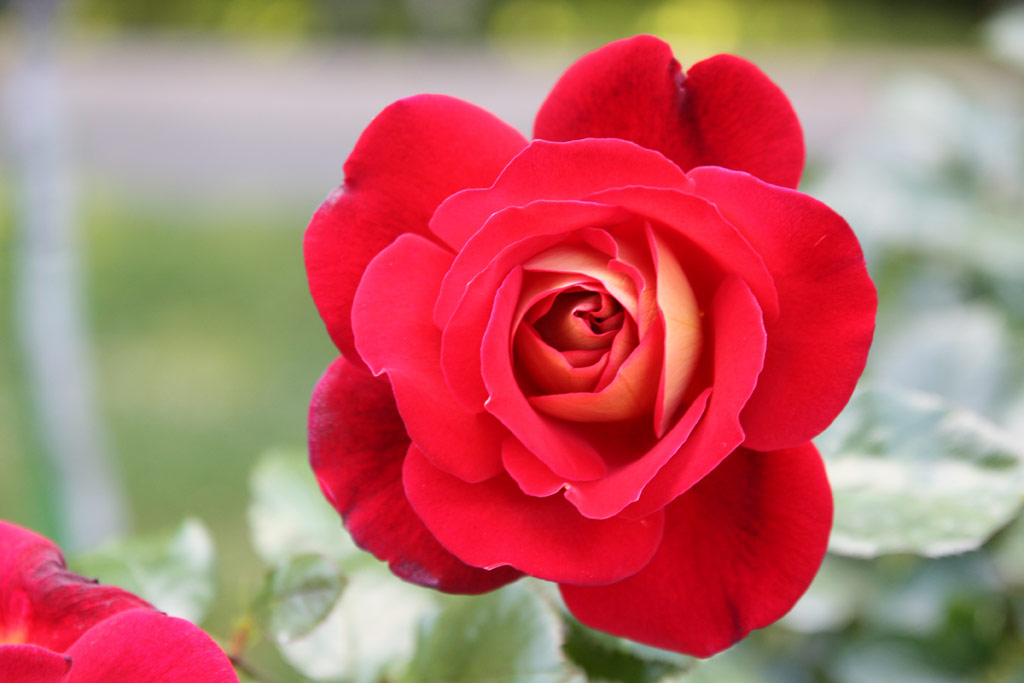 růže Yakimour