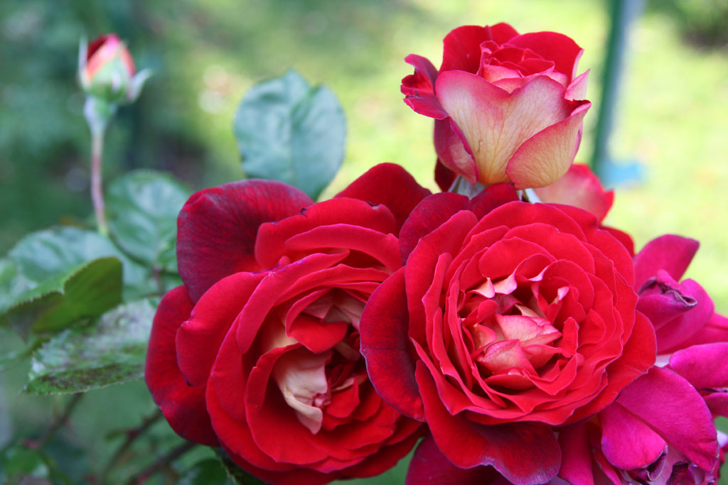 růže Yakimour