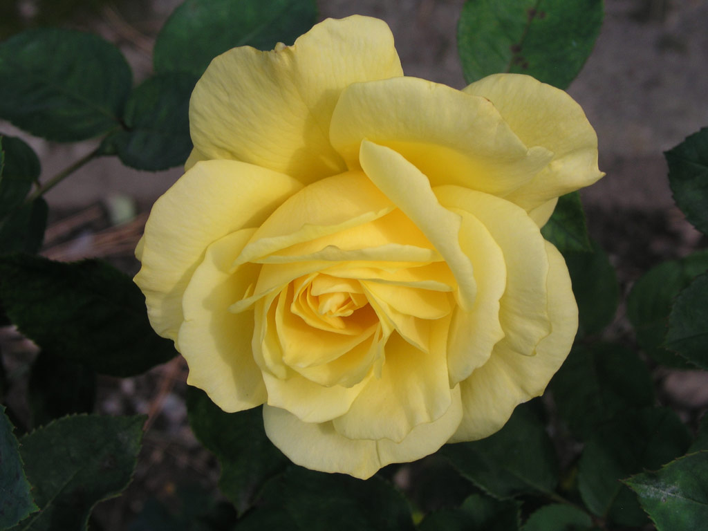 růže Yellow Bird (Mc Gredy)