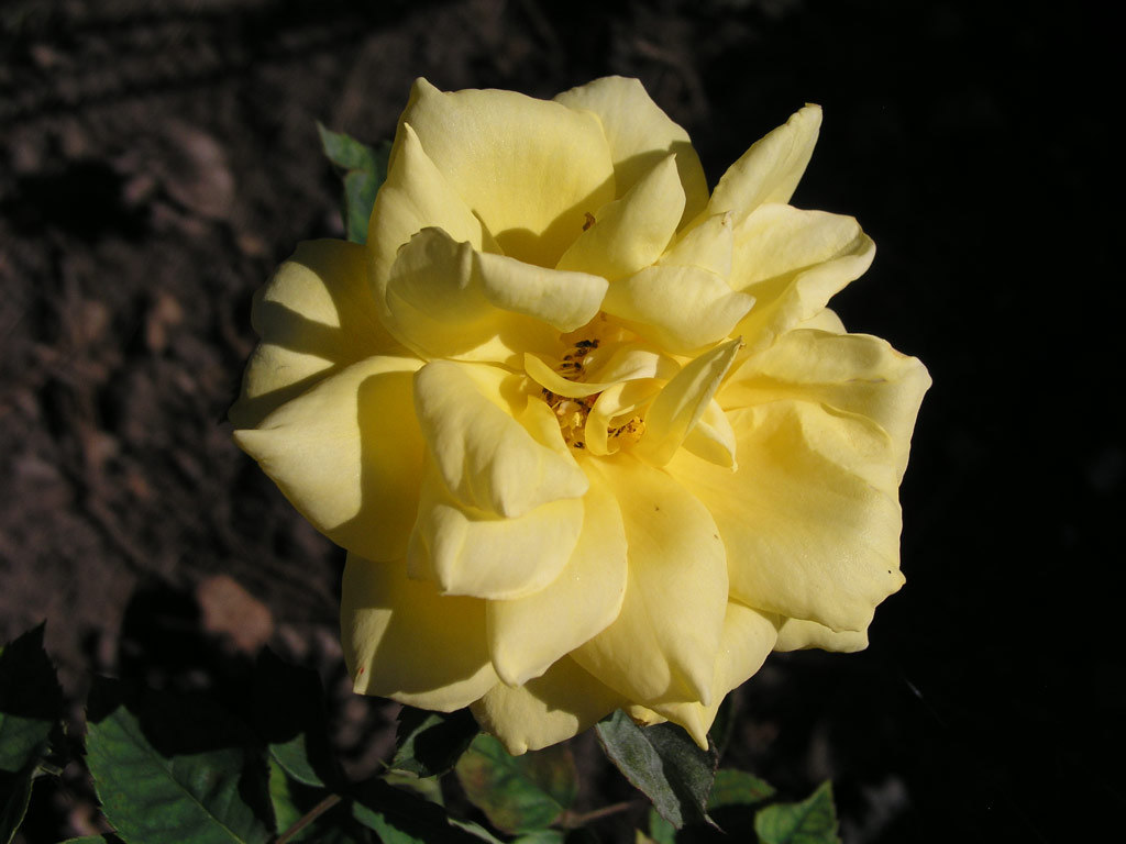 růže Yellow Bird (Mc Gredy)