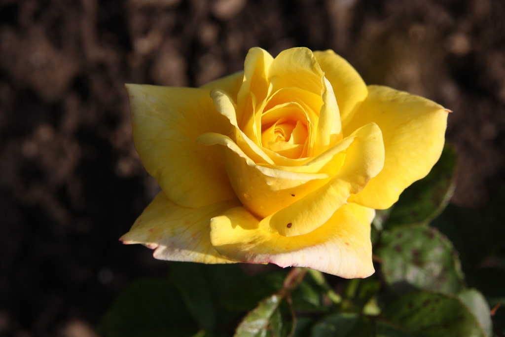růže Yellow Pages