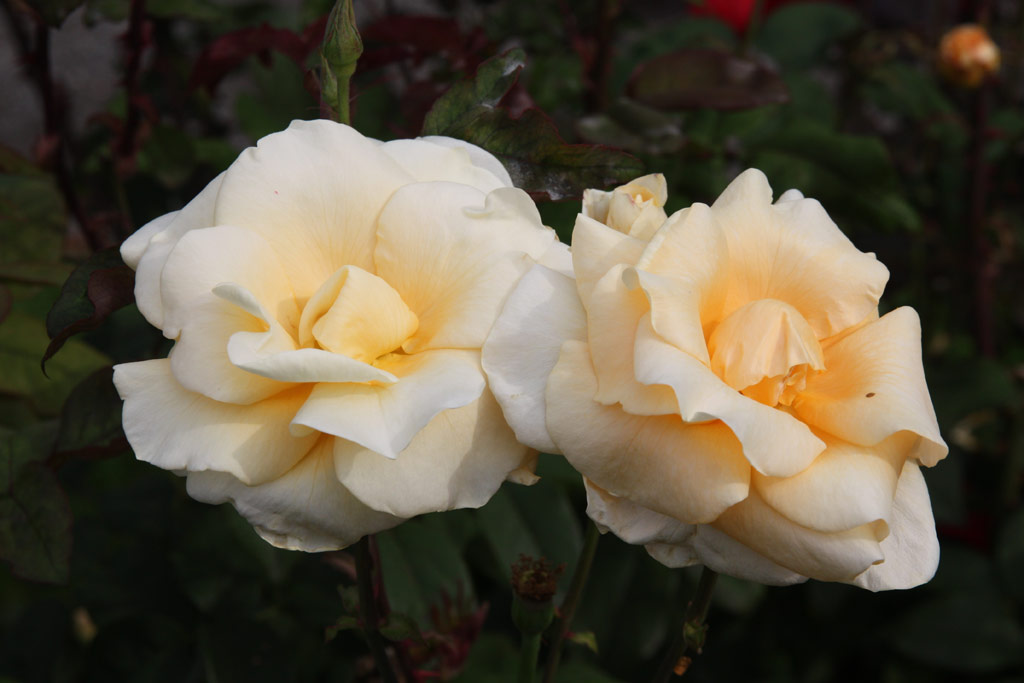 růže Yellow Queen Elizabeth
