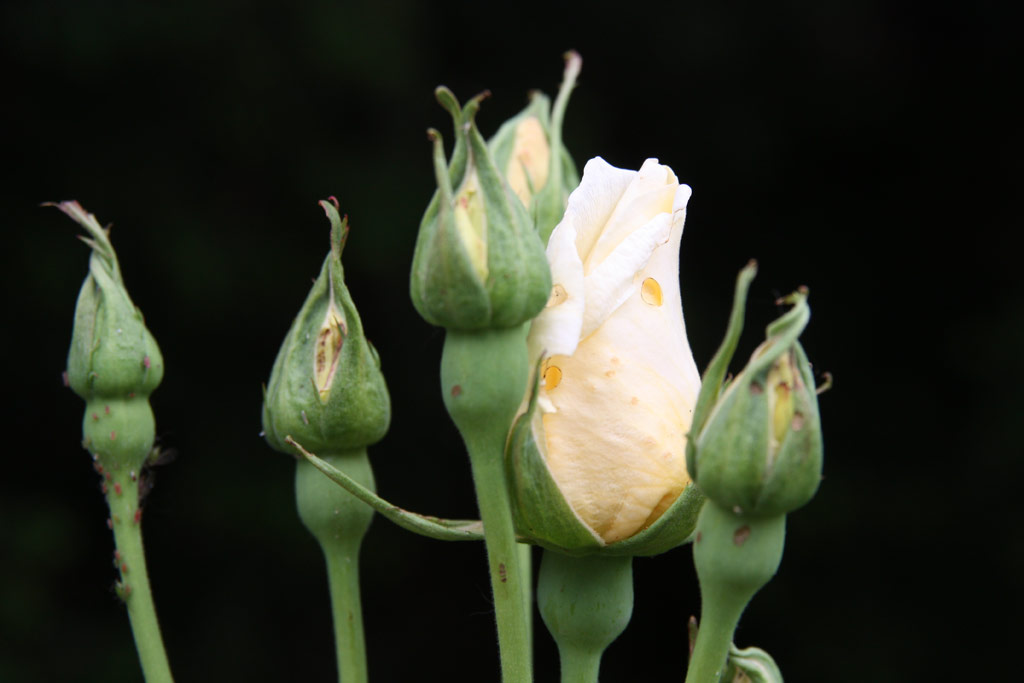 růže Yellow Queen Elizabeth