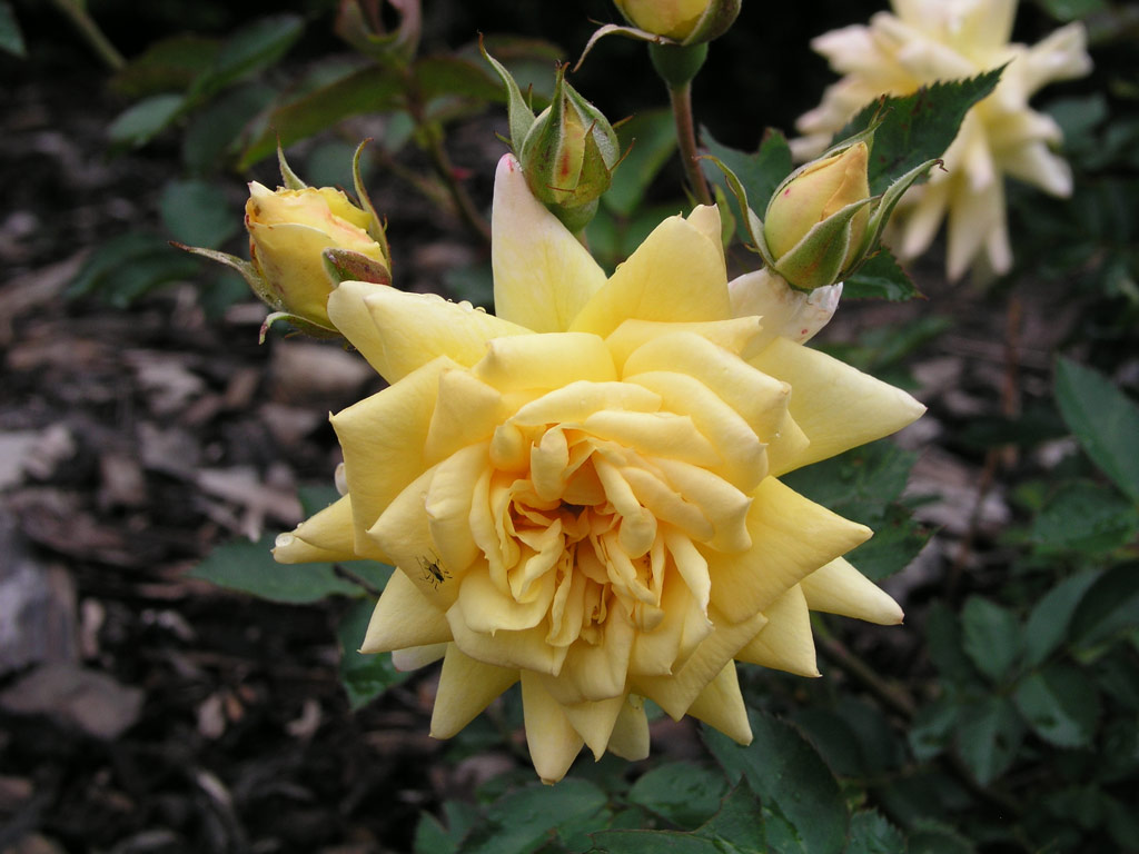 růže Yellow Quill