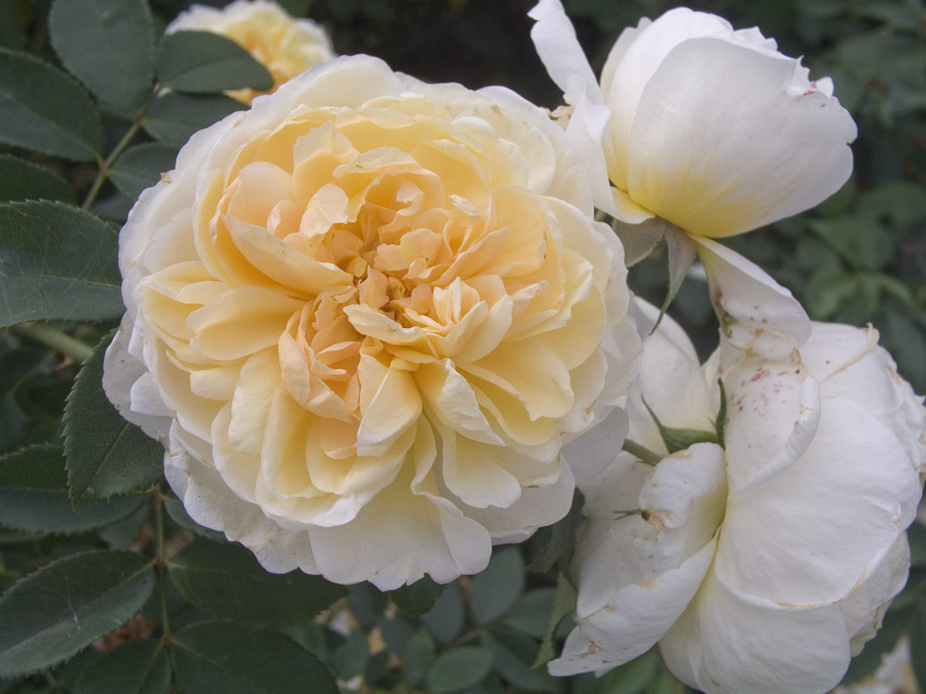 růže Yellow Romantica