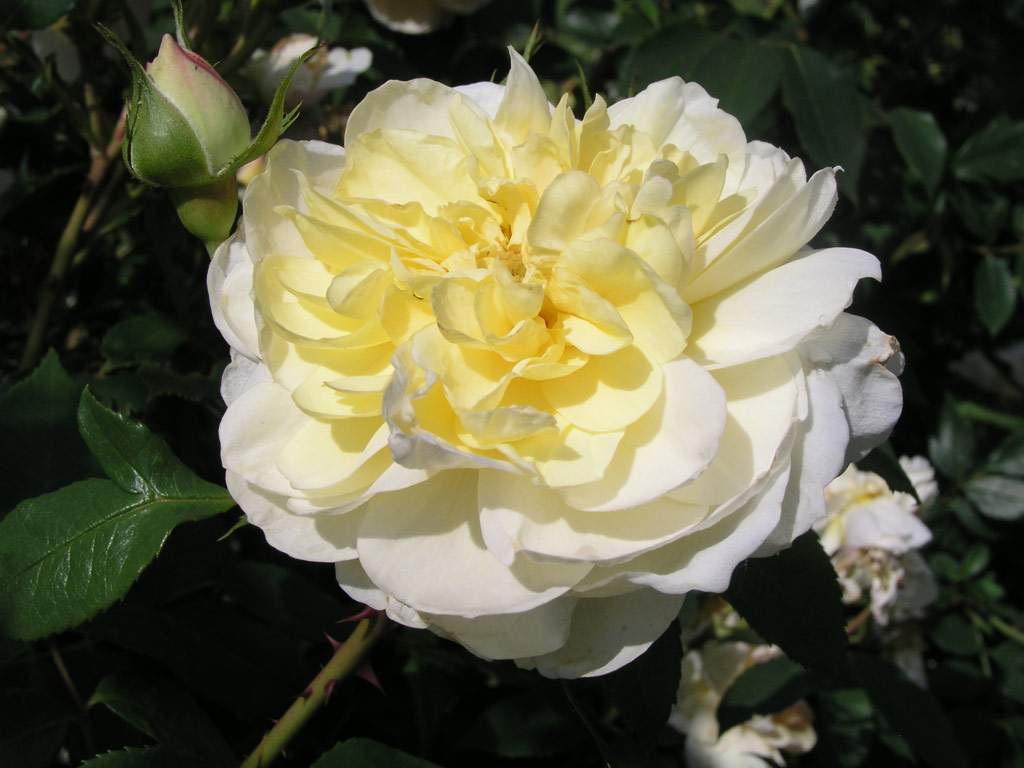 růže Yellow Romantica