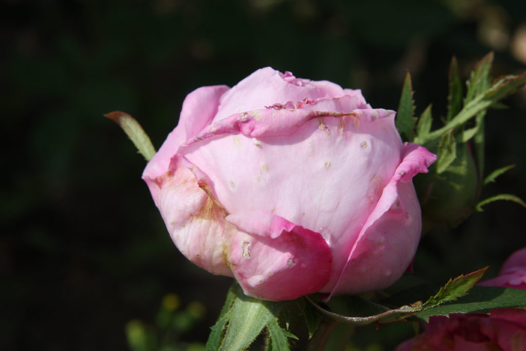 růže Yolande dAragon