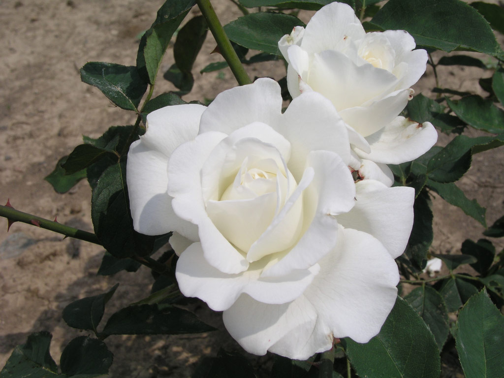 růže Youki San