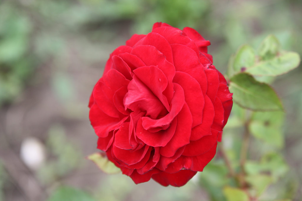 růže Zarma