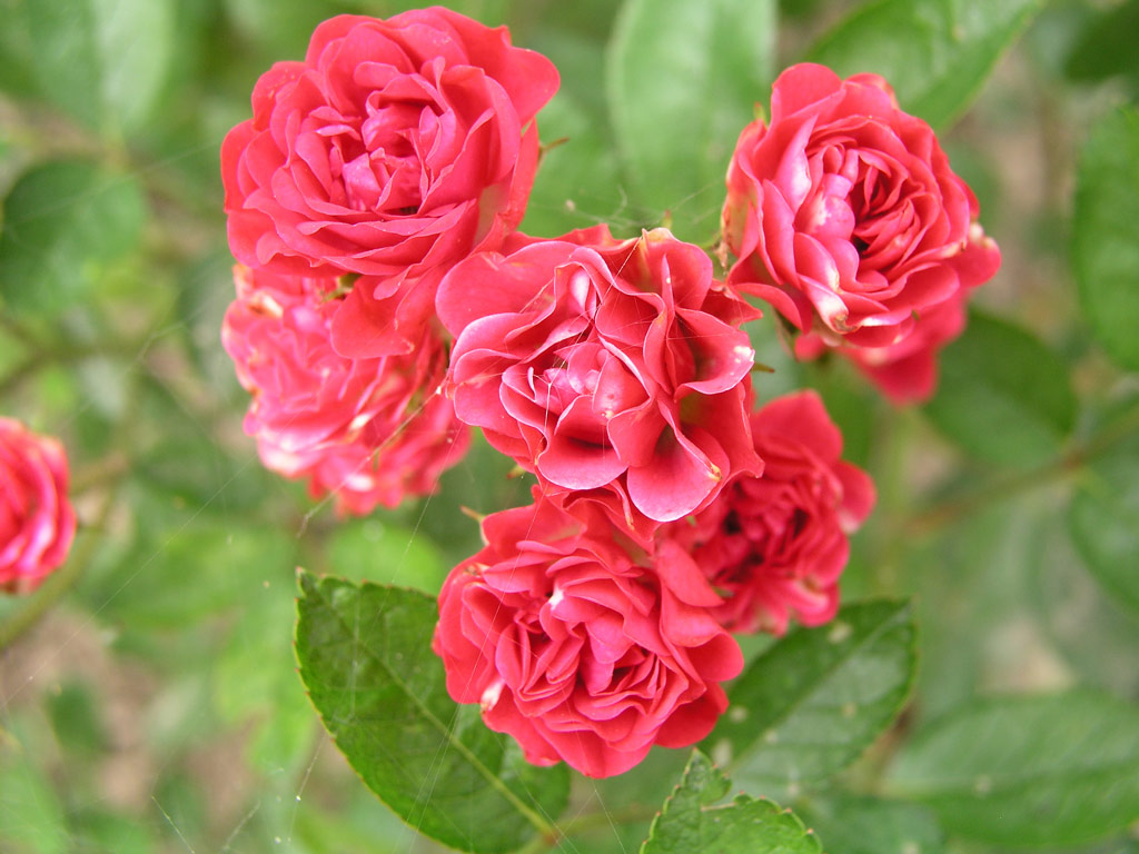 růže Zborov