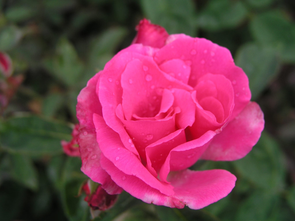 růže Z�phirine Drouhin