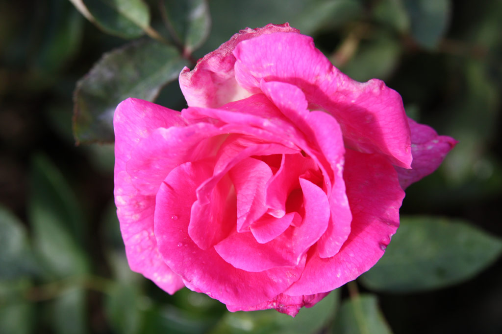 růže Z�phirine Drouhin