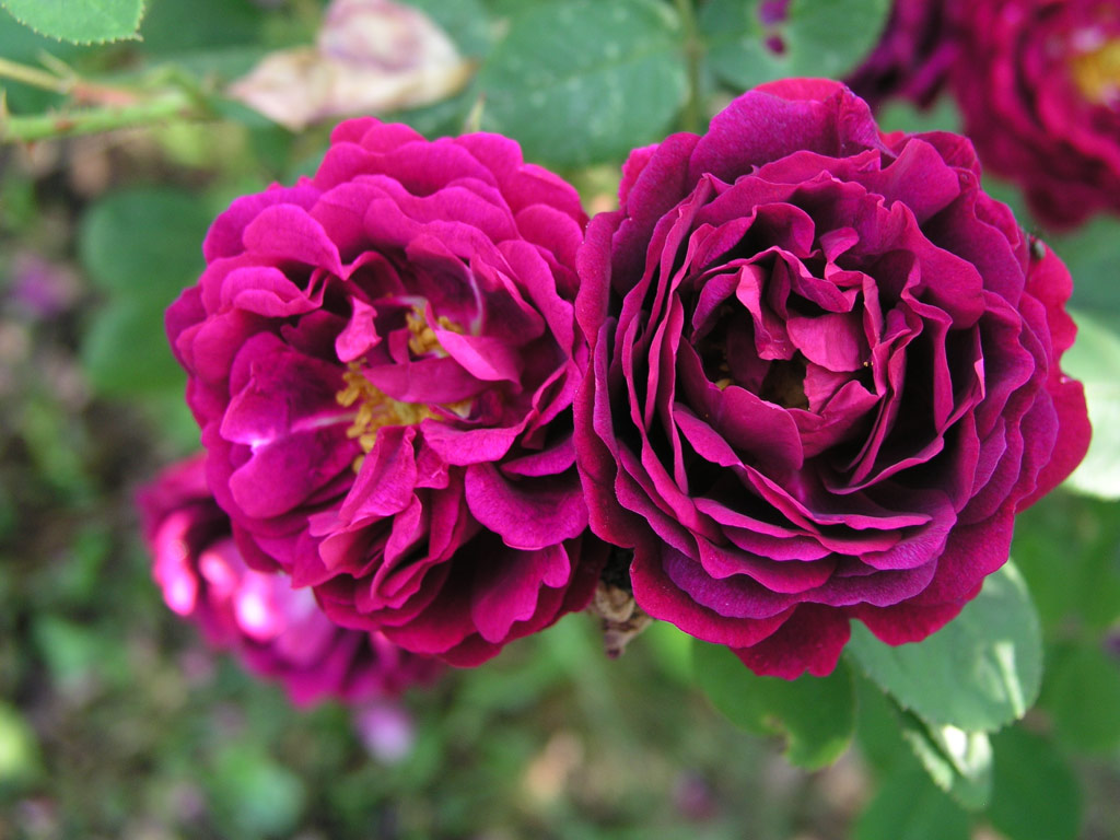 růže Zigeunerknabe (Borov Hora)
