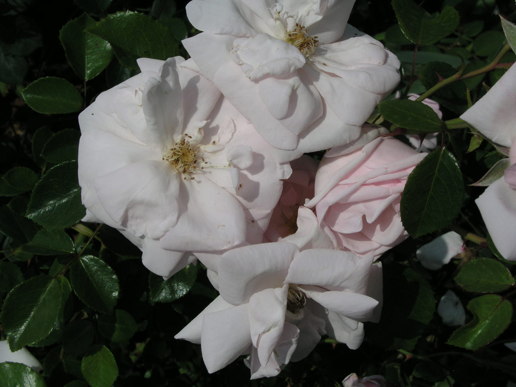 růže Zigeunerknabe (Olomouc)
