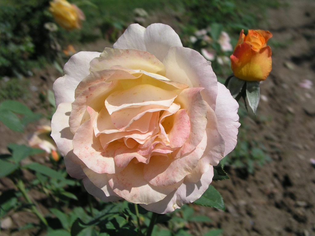 růže Zisterzienser Rose