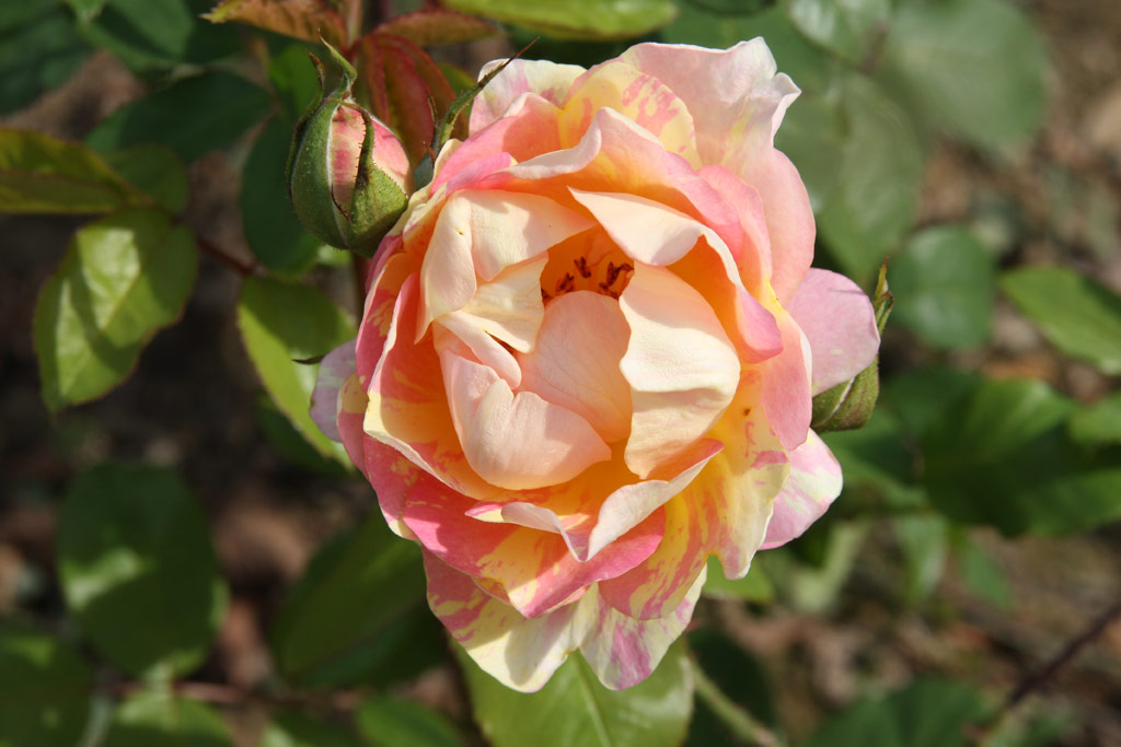růže Zisterzienser Rose
