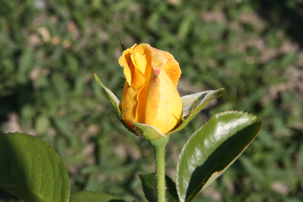 růže Zitronenjette