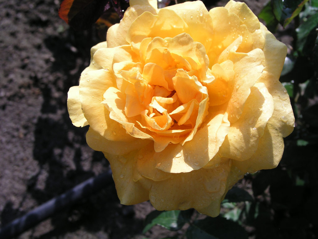růže Zlata (Borov hora)