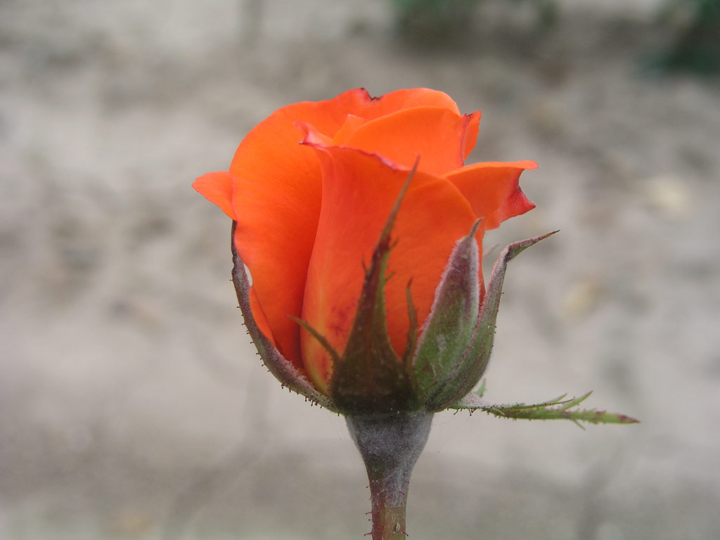 růže Zorina
