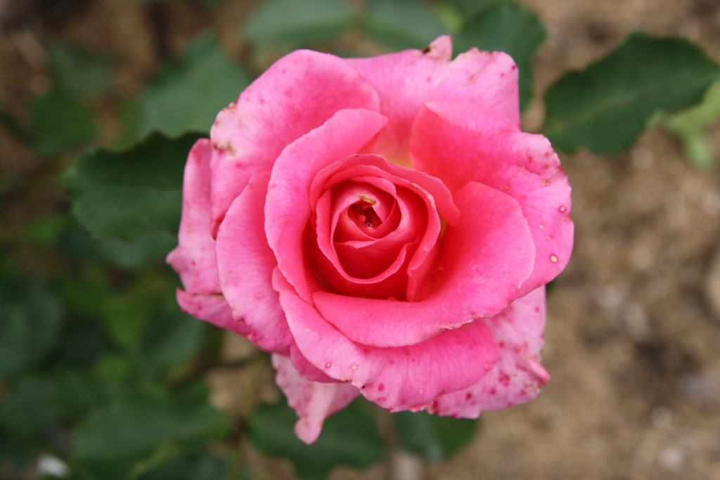 růže Zorina (Rajhrad)