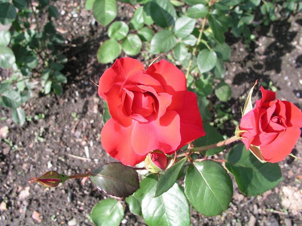 růže Zorka