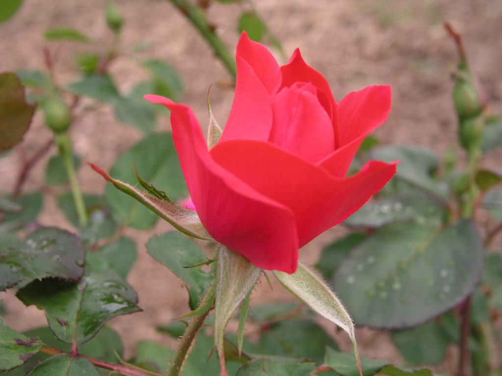 růže Zorka