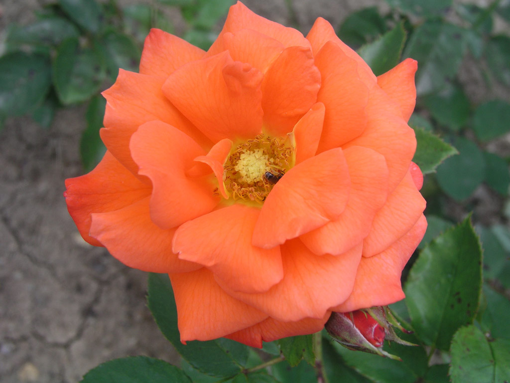 růže Zorman