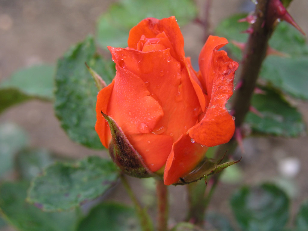 růže Zorman