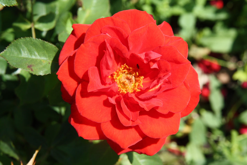 růže Zwergenfee