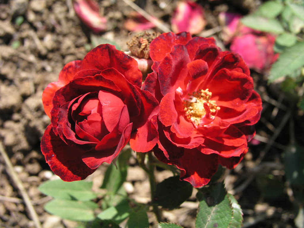 růže Zwergknigin (Borov Hora)