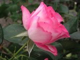 Bordüre Rose