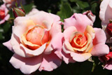 Charming Rose