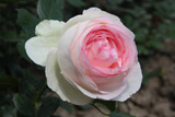 Eden Rose 85