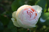 Eden Rose 85 (Dolní Studený)