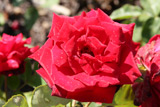 Karneol Rose