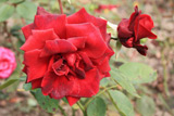 Karneol Rose