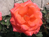 Lady Rose