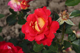 Meilland Decor Rose