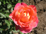 Meilland Decor Rose