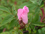 Rosa amblyotis