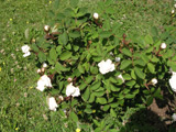 Rosa centifolia albo-muscosa