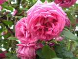 Rosa centifolia major