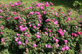 Rosa centifolia minor